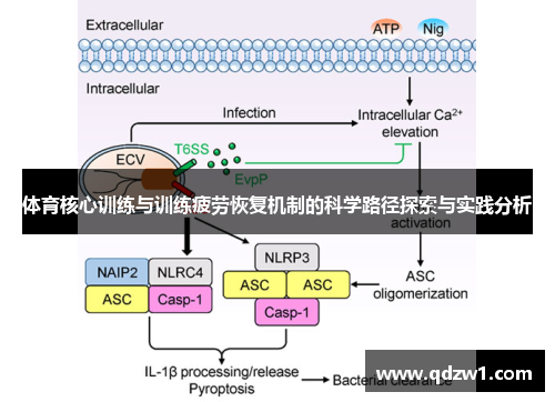 体育核心训练与训练疲劳恢复机制的科学路径探索与实践分析